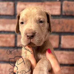 Peony - Silver female Great Dane puppy in Norton, Ohio from Guilty Pleasure Great Danes & Frenchies