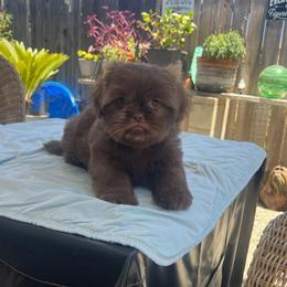 Male 1 - Liver male Shih Tzu puppy in Whittier, California from Socal Mother Of Shih Tzus