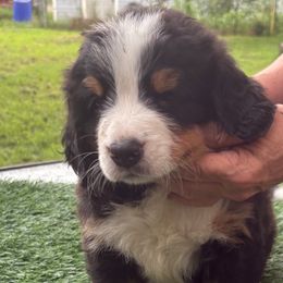Bernese Mountain Dog Puppies from Emma-Mada's Old Thyme Berners