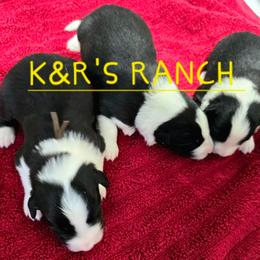 Brodie - Black and white male Border Collie puppy in Live Oak, Florida from K&R RANCH KENNELS