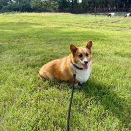 Davey - Red male Pembroke Welsh Corgi puppy in Johnson City, Texas from McCall Creek Corgis