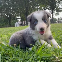 Danielle - Blue female Border Collie puppy in Chattanooga, Tennessee from Ross Vegas Kennels