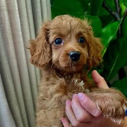 Benji - Blue Collar - Red male Cavapoo puppy in Ferndale, Washington from Cavakennels.pnw
