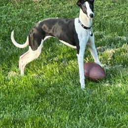 Whippet Puppies from Hertzog  Whippets