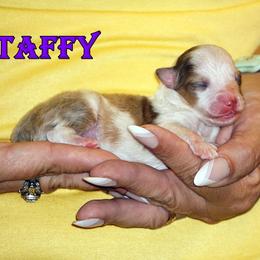 Taffy sable merle female - Sable merle and white female Shetland Sheepdog puppy in Frazeysburg, Ohio from Mountain High Kennels