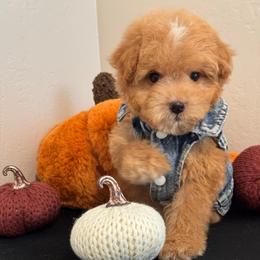 Boy 2 - Red male Maltipoo puppy in Bakersfield, California from Silvia's Maltipoos