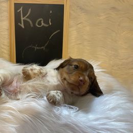 Kai - Piebald male Dachshund puppy in Great Bend, Pennsylvania from Dashing Doxies