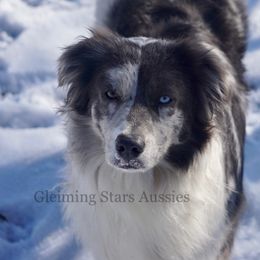 Mika - Australian Shepherd