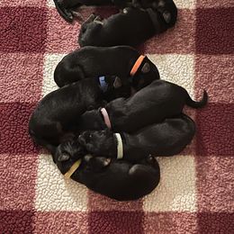 American Corgi and German Shepherd Puppies from Grace Ridge Shepherds and Corgis