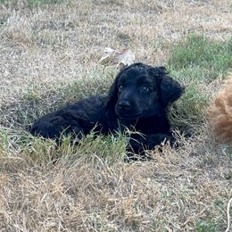 Poodle Puppies from Tyler Family Poodles