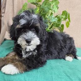 Stormy - Tri-color male Bernedoodle puppy in Seymour, Missouri from D and D’s Dandy Doodles