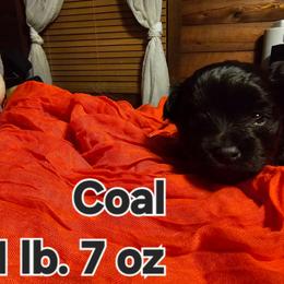 Coal - White male Maltese puppy in Terrell, Texas from PBJ Farms