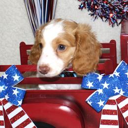 George- AKC Limited - Dapple male Dachshund puppy in Corbin, Kentucky from White River Valley Kennel