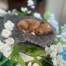 Sailor - Apricot male Cavapoo puppy in Quitman, Mississippi from P&D Palace