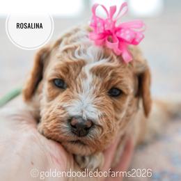Rosalina - Apricot female Golden Aussiedoodle puppy in Hyrum, Utah from Goldendoodledoo Farms