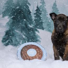 Ulfric - Mahogany male Belgian Malinois puppy in Sanger, Texas from Faubion Malinois