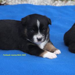 Hera - Black tri female Miniature American Shepherd puppy in Hillsdale, Michigan from Faithwalk Aussies and Mini American Shepherds