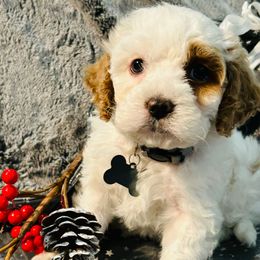 GREY COLLAR - Red and white male Cockapoo puppy in Ankeny, Iowa from Maple’s Cockapoo's and Libby's Schnauzer Puppies