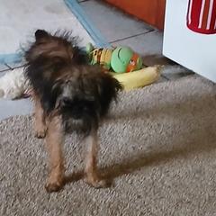 Brussels Griffon Puppies from Carol's Brussels Griffon