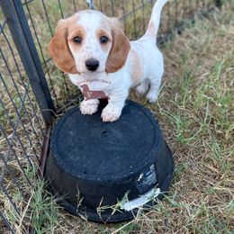 Arie - Piebald female Dachshund puppy in Seguin, Texas from Good Neighbor Ranch Dachshunds