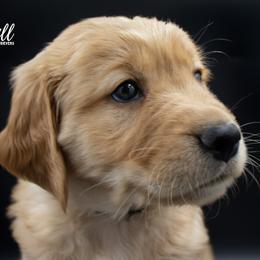 Golden Retriever Puppies from Stormy Hill Golden Retrievers