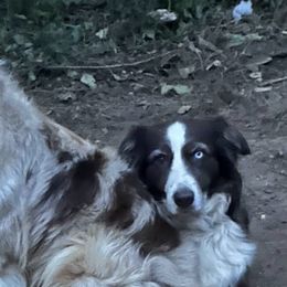 Australian Shepherds from Kickin K Aussies - NC