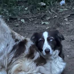 Australian Shepherds from Kickin K Aussies - NC