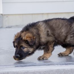 German Shepherd Puppies from Journey's German Shepherds (Kennel Vom Himmel)