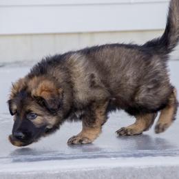 German Shepherd Puppies from Journey's German Shepherds (Kennel Vom Himmel)