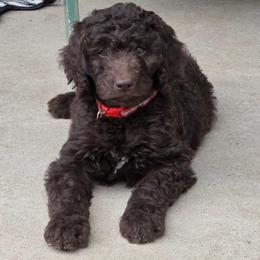 Denali -red collar - Brown female Bernedoodle puppy in Aurora, Colorado from Simply Amazing Doodles