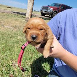 Pink girl - Golden female Golden Retriever puppy in Merino, Colorado from High Plains Goldens