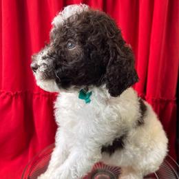 Graham - Parti male Labradoodle puppy in Candler, North Carolina from Maple Bakin’ Doodles