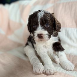 Lill - Liver and white female Springerdoodle puppy in Dundee, Ohio from Evalina Miller's Spaniels