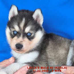 LAYLA'S MALE 3 - Gray and white male Siberian Husky puppy in Manilla, Iowa from Bruck's Siberian Huskies