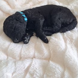 Poodle Puppies from Lyudmila's Standard Poodles
