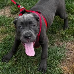 Frankie - Gray male Cane Corso puppy in El Dorado, Arkansas from Lower Arkansas Cane Corso