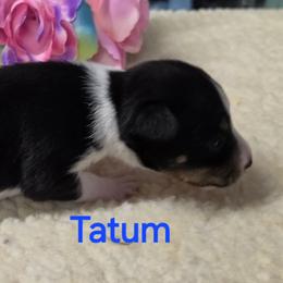 Tatum - Black tan and white female Rat Terrier puppy in Divide, Colorado from Outlaw Farm and Kennel