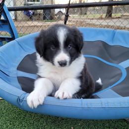 Cliff - Black and white male Border Collie puppy in Morgan, Texas from Shooting Star Ranch
