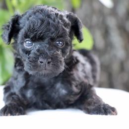 Betsy - Phantom female Poodle puppy in Goliad, Texas from Sassy Lil Aussies and Diamond W Poodles