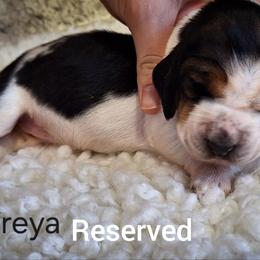 Freya - Black brown and white female Basset Hound puppy in Mack's Creek, Missouri from Mack's Creek Basset Hounds