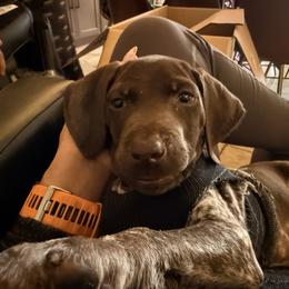 Echo - Liver roan male German Shorthaired Pointer puppy in San Antonio, Texas from Alvarado Farm Kennels, LLC