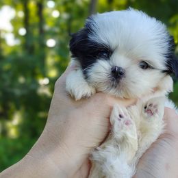 Companion Cross, Havanese, Mal-Shi, Maltese, Maltipoo, Morkie, and Shih Tzu Puppies from Seeking Shalom Acres Maltese, Maltipoos & Havamalts