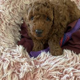 Tank - Red  male Poodle puppy in Vacaville, California from Little Gall Reds