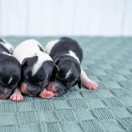 Bernedoodle puppies from Country Lane Doodles