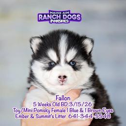 Fallon - Black and white female Pomsky puppy in Humeston, Iowa from M.A.R. Dogs