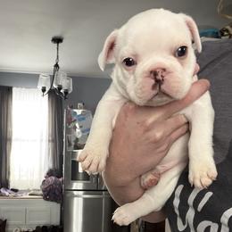 French Bulldog Puppies from Falco’s French Bulldogs