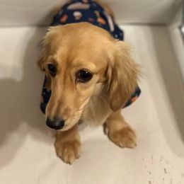 Waffles  - Dachshund