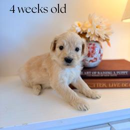Hayes - Apricot male Goldendoodle puppy in Wilson, North Carolina from Cedar Creek Doodles