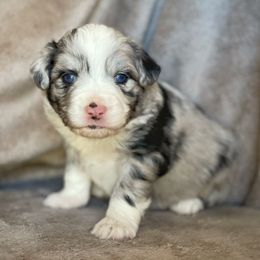 Ridge - Blue merle male Miniature Australian Shepherd puppy in Wesley Chapel, Florida from August Oaks Aussies