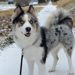 Marvel - Pomsky